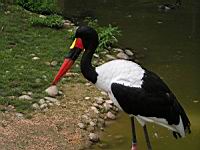 Jabiru du Senegal, Ephippiorrhynchus senegalensis (Photo F. Mrugala) (3)